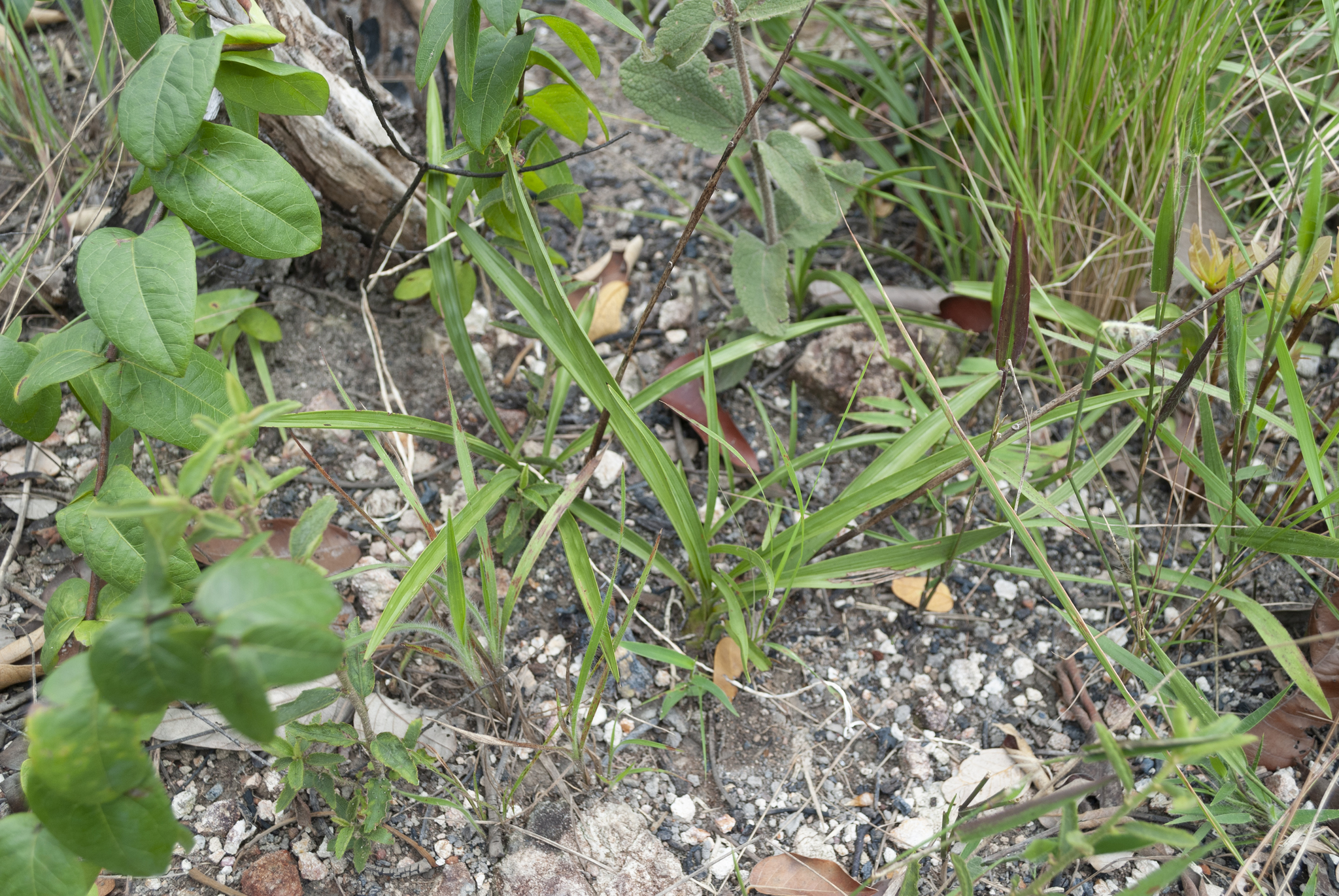 Cyrtopodium gonzalezii L.C.Menezes