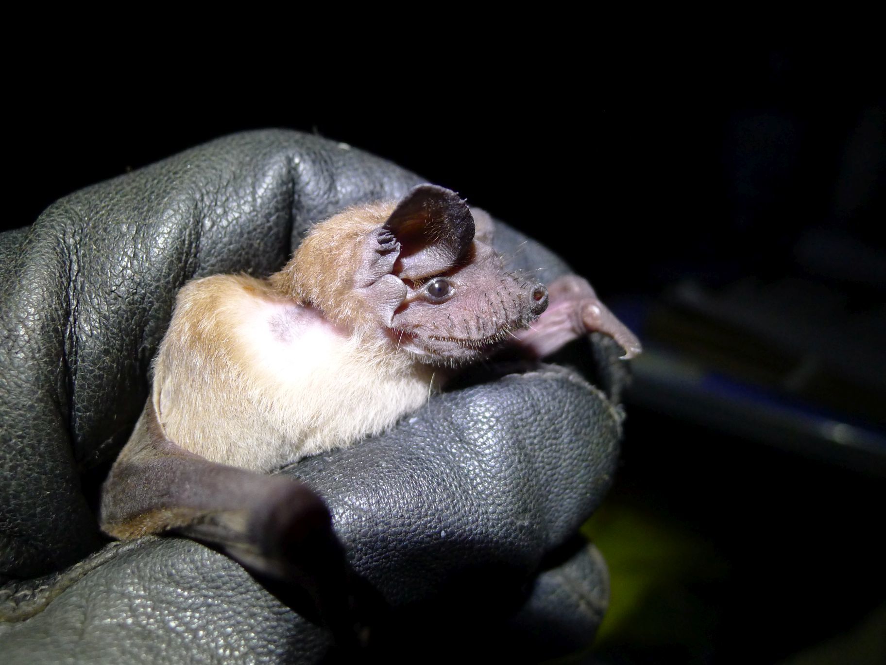 Mops condylurus (A.Smith, 1833)