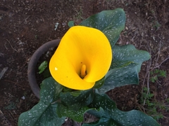 Zantedeschia elliottiana