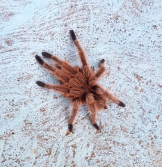 Grammostola rosea