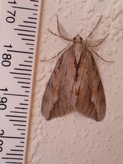 Pseudocoremia lupinata