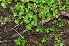 Hydrocotyle hydrophila