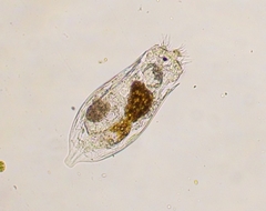 Notholca acuminata