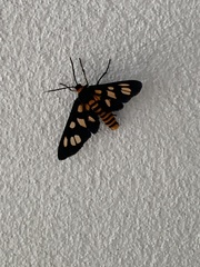 Amata trigonophora