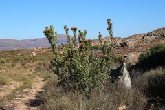 Protea glabra