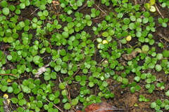 Hydrocotyle hydrophila