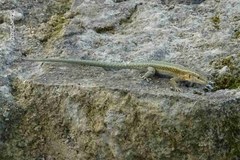 Anatololacerta pelasgiana