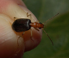 Brachinus adustipennis