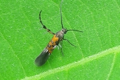 Heliodinidae