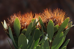Protea glabra