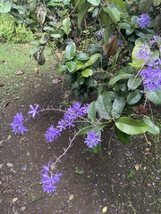 Petrea