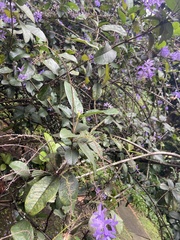 Petrea