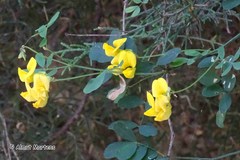 Hippocrepis emerus emeroides