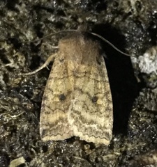 Eupsilia tristigmata