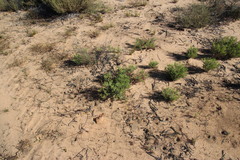 Pelargonium laevigatum oxyphyllum