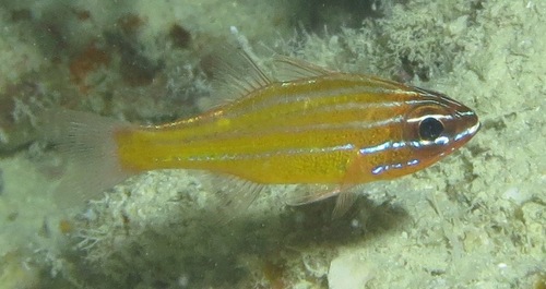 Coral cardinalfish (Ostorhinchus properuptus) — Apogonidae