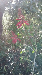 Erythrina herbacea image