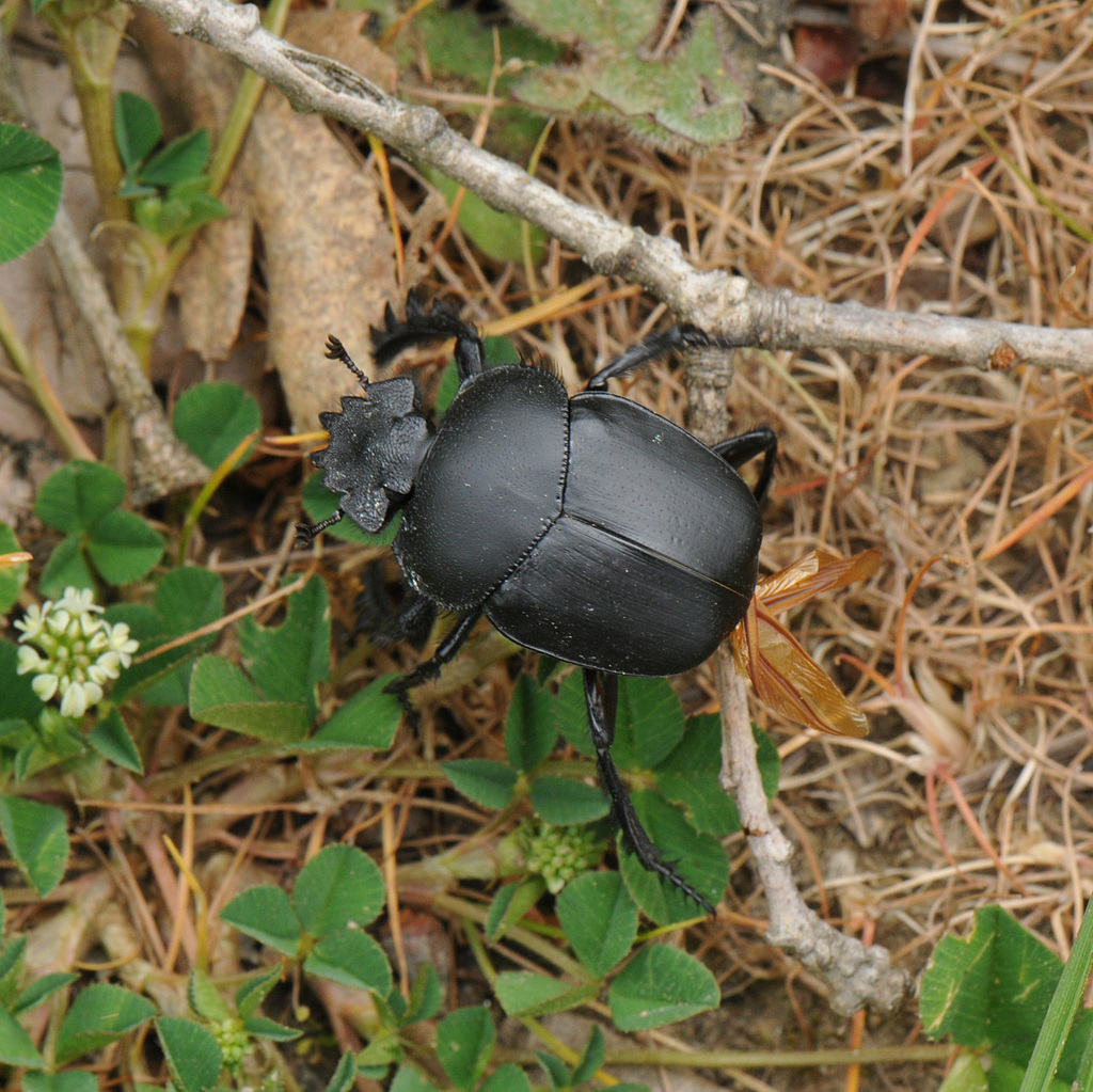 Scarabaeus
