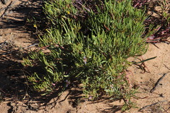 Pelargonium laevigatum oxyphyllum