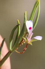 Pelargonium laevigatum oxyphyllum