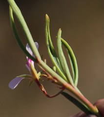 Pelargonium laevigatum oxyphyllum