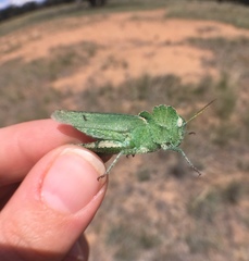 Ecphantus quadrilobus