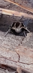 Sereda tautana