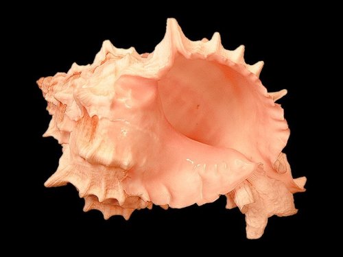 Pink-mouthed Murex