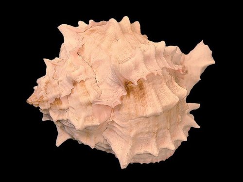 Pink-mouthed Murex
