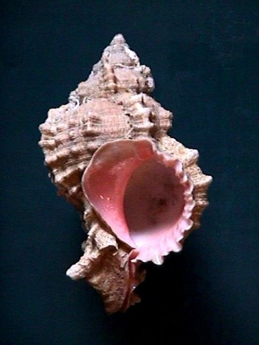 Pink-mouthed Murex