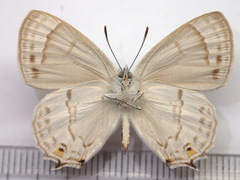 Favonius saphirinus