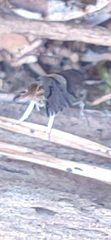 Sereda tautana