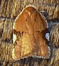 Acleris cervinana