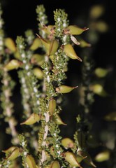 Aspalathus costulata