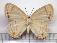 Favonius saphirinus