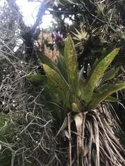 Tillandsia biflora