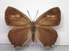 Favonius saphirinus