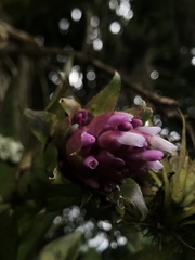 Tillandsia biflora