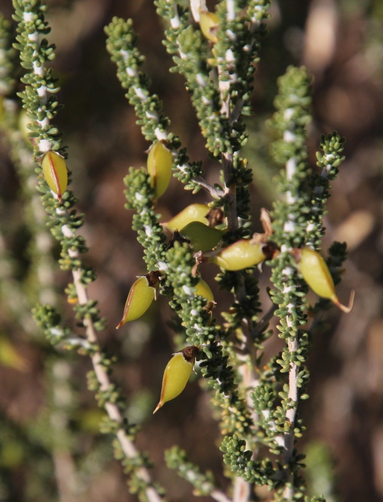 Shortseed Capegorses