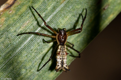 Micrathena nigrichelis