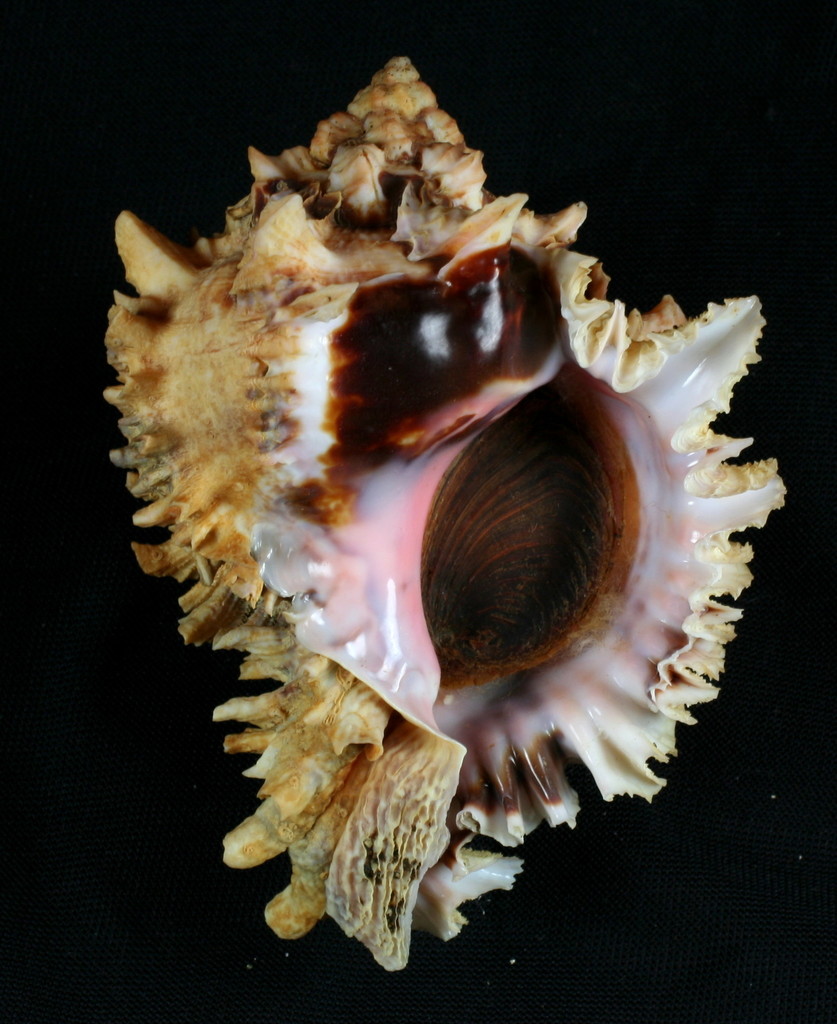 Regal Murex