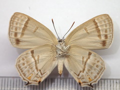 Favonius saphirinus
