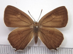 Favonius saphirinus