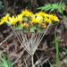 Liabum umbellatum - Photo (c) Bitty A. Roy, some rights reserved (CC BY-NC), uploaded by Bitty A. Roy