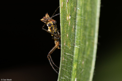 Micrathena nigrichelis