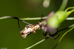 Micrathena nigrichelis