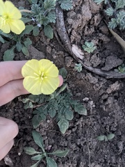 Oenothera primiveris