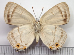 Favonius saphirinus