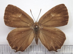 Favonius saphirinus
