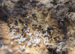 Crematogaster dentinodis